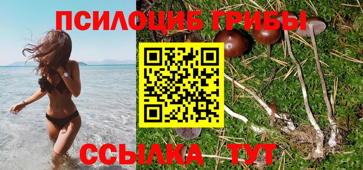 Урус-Мартан  Псилоцибиновые грибы Psilocybe  Вход с VPN  Галлюциногенные грибы Psilocybe 